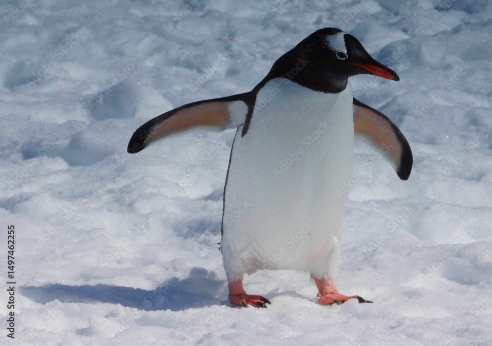 Fototapeta premium Gentoo penguin on Antarctic snow.