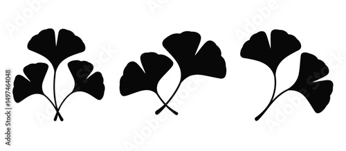 Ginkgo Biloba Leaf Silhouettes Botanical Illustration