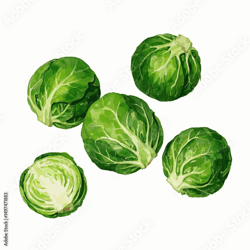 Petite Verdant Globes brussels sprouts isolated watercolor vector illustration svg