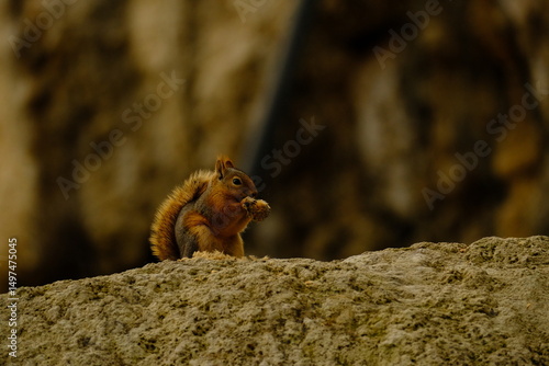 nature, road, mountain, greenery, plant, waterfall, bridge, animal, squirrel, cute, park, fur, tree, wild