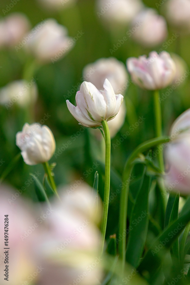 Fototapeta premium Vertical Composition of White and Pink Tulips in Garden