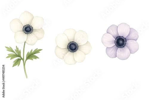 Anemone Trio: Three delicate anemone flowers in various shades of white and lavender, presented with botanical precision, against a clean background.