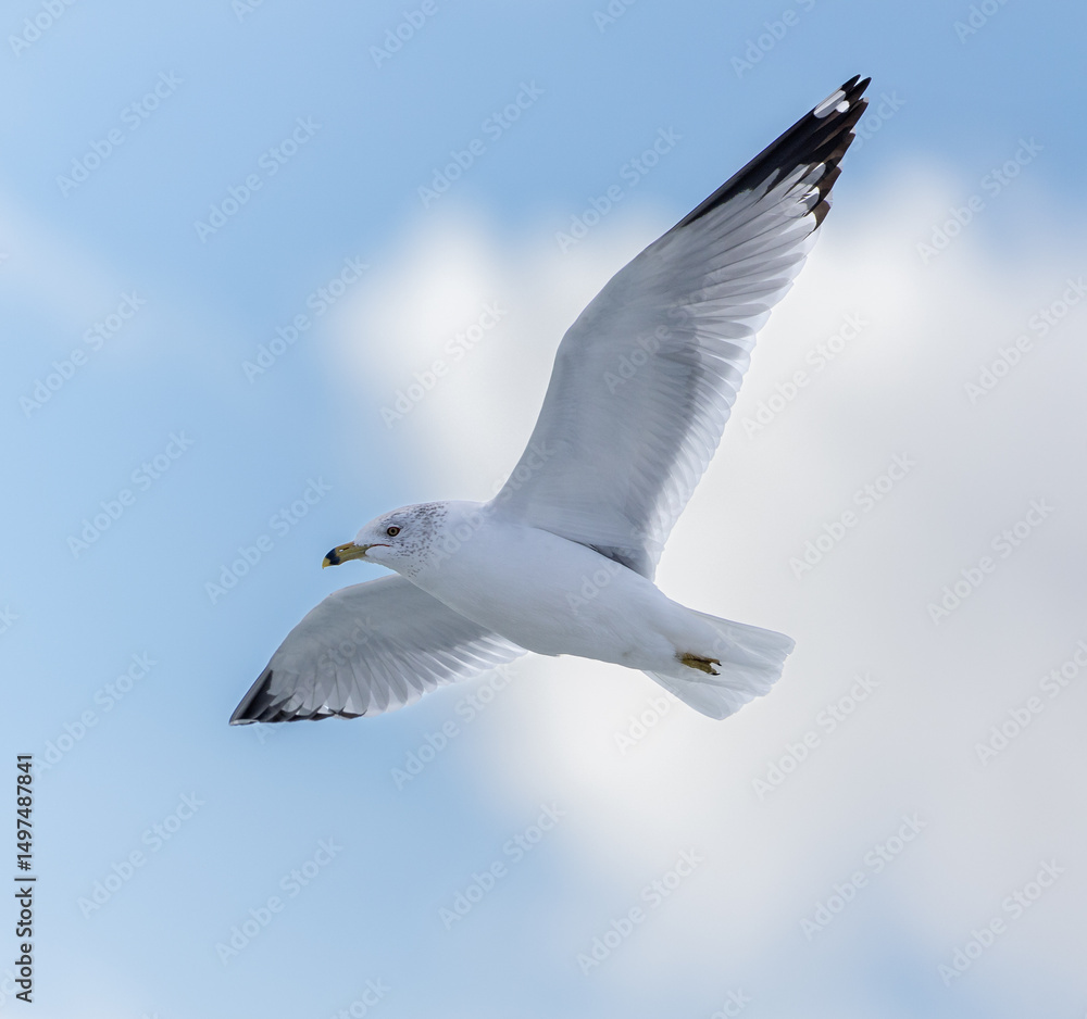 Obraz premium seagull in flight