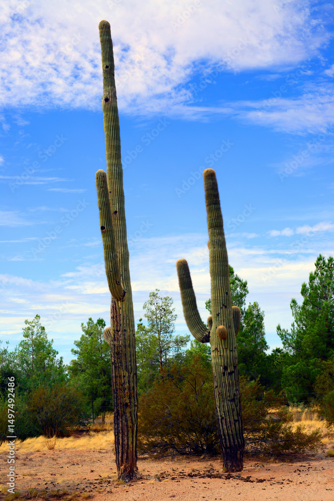 Early Winter Landscape Sonoran Desert Arizona Early Winter Landscape Sonoran Desert Arizona