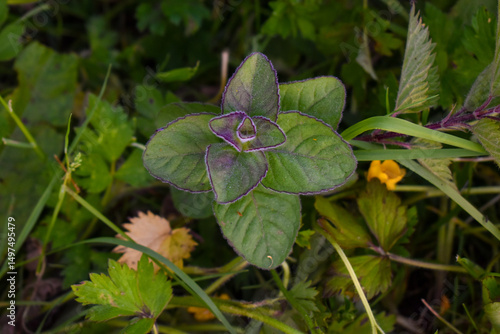 Plant de menthe aquatique (Mentha aquatica) au bord d'un ruisseau dans une prairie