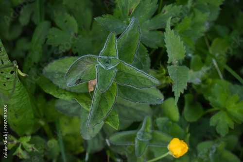 Plant de menthe aquatique (Mentha aquatica) au bord d'un ruisseau dans une prairie