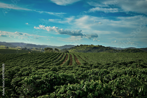 Plantação de café com céu azul , cafezal