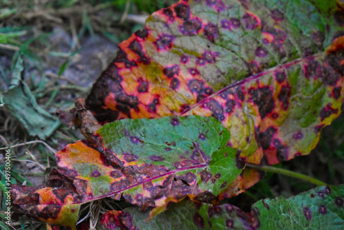 Feuille de rumex malade avec des tâches rouges, probablement provoquées par la ramulariose ou la rouille du rumex