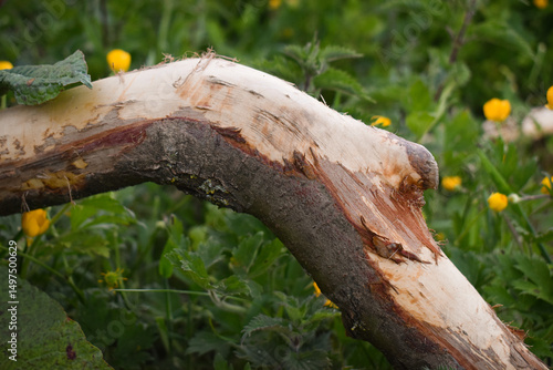 Branche d'arbre écorcée par les chevaux