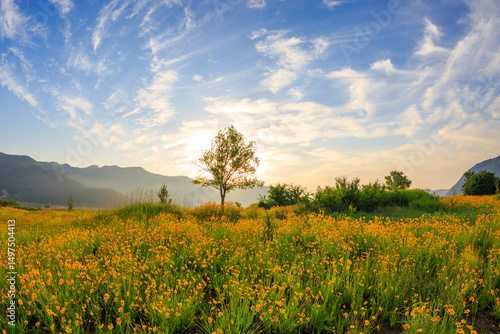 Foto Golden coreopsis flower field with a lone tree at sunset creating a peaceful sum