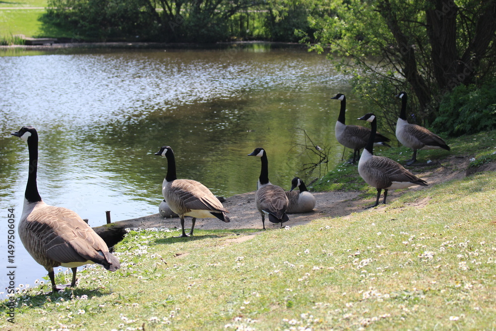 Fototapeta premium canadian geese on the river