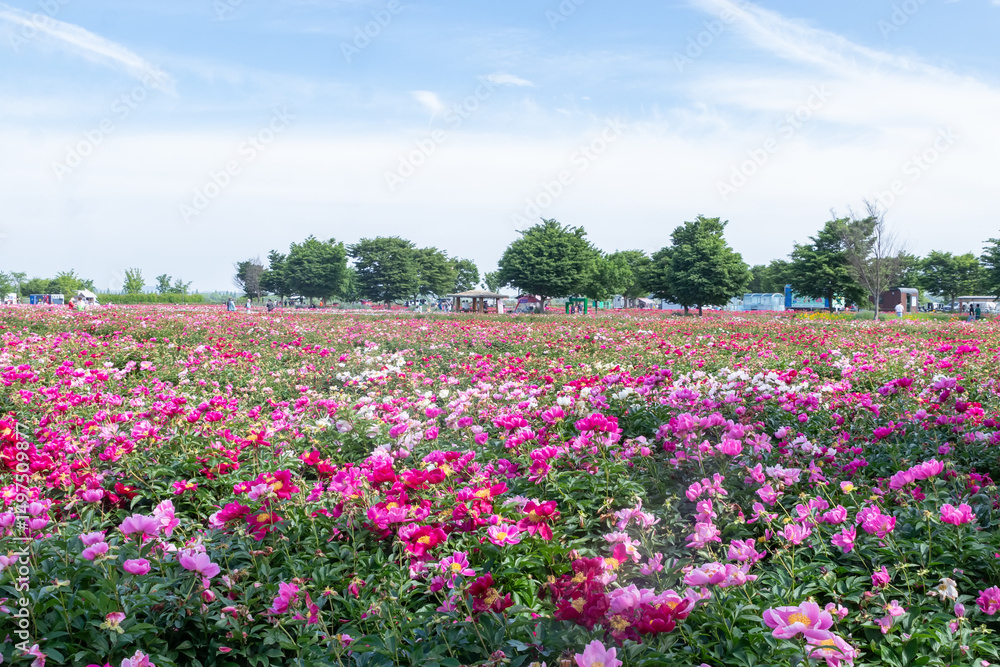 Spring scenery of riverside fields full of various peony flowers.