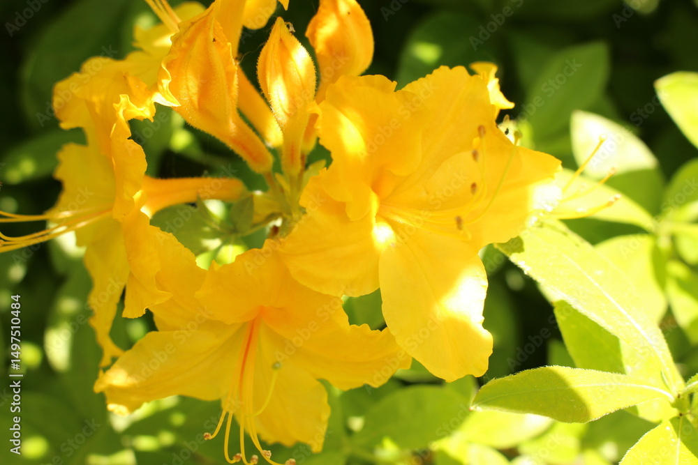 Fototapeta premium yellow rhododendron flower