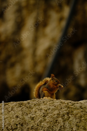 nature, road, mountain, greenery, plant, waterfall, bridge, animal, squirrel, cute, park, fur, tree, wild