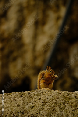 nature, road, mountain, greenery, plant, waterfall, bridge, animal, squirrel, cute, park, fur, tree, wild