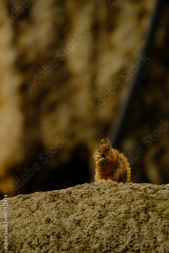 nature, road, mountain, greenery, plant, waterfall, bridge, animal, squirrel, cute, park, fur, tree, wild