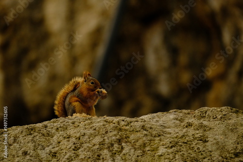 nature, road, mountain, greenery, plant, waterfall, bridge, animal, squirrel, cute, park, fur, tree, wild