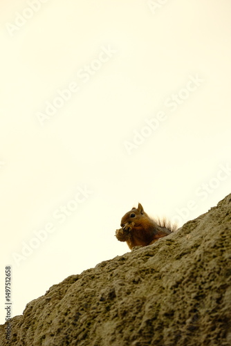 nature, road, mountain, greenery, plant, waterfall, bridge, animal, squirrel, cute, park, fur, tree, wild