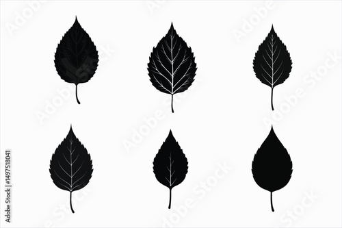 set of poplar leaf silhouette vector illustration