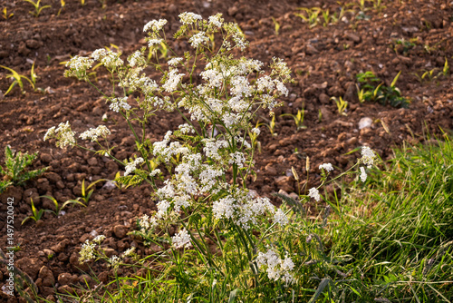 Cerfeuil (Anthriscus sylvestris) ou ou grande cigue (Conium maculatum L.) au bord d'une culture
