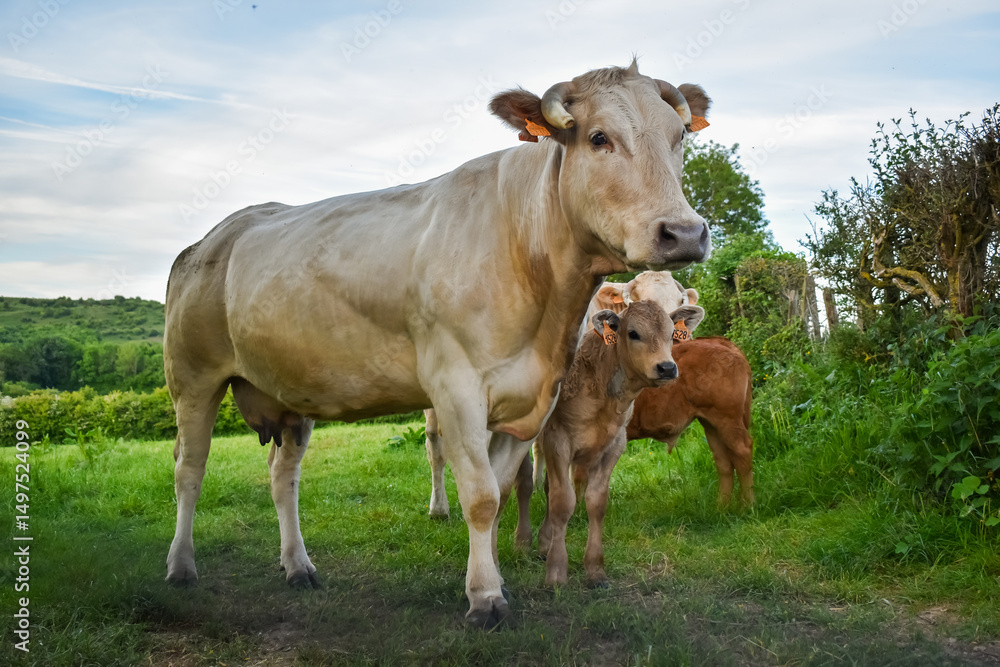 Une vache de couleur claire, de race à viande, avec son veau dans une prairie Une vache de couleur claire, de race à viande, avec son veau dans une prairie