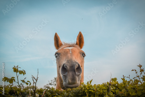 Un cheval palomino curieux passe la tête par dessus la haie avec une expression amusante et mignonne, vue du dessous en contre plongée