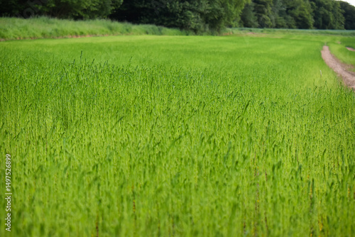 Un beau champ de lin très vert en France. Production française de lin