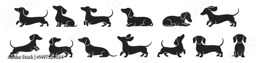 Silhouette dachshund dog poses in various sitting, standing and playful actions, vector illustration set. Collection features twelve black dachshund shapes with different ear and tail positions.