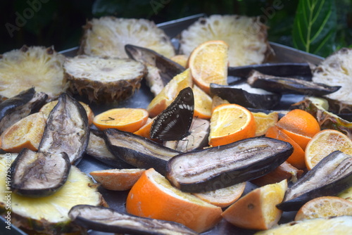 Photography Nymphalidae Butterfly Feeding on Fruit in Kuala Lumpur Butterfly Park
