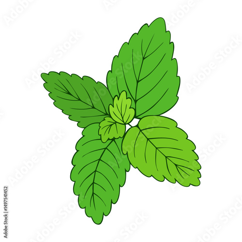 Leaves peppermint color vector illustration for nature projects eco-friendly branding cosmetic and food product packaging