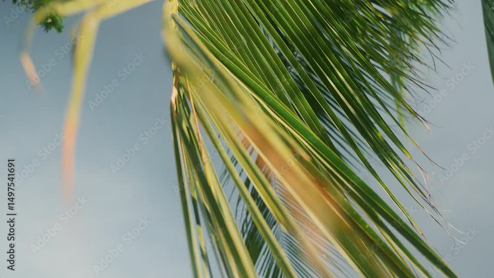 Green banana palm leaf against the sky sways in the wind. Great video for an intro or overlay.