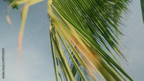 Green banana palm leaf against the sky sways in the wind. Great video for an intro or overlay.
