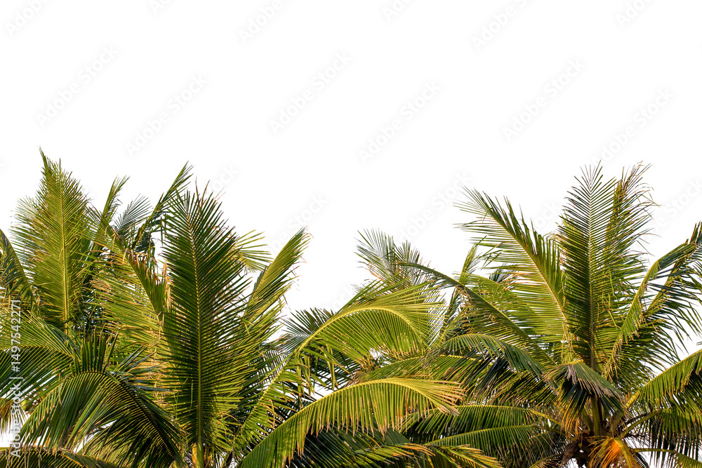 Fototapeta premium green coconut trees border isolated on white