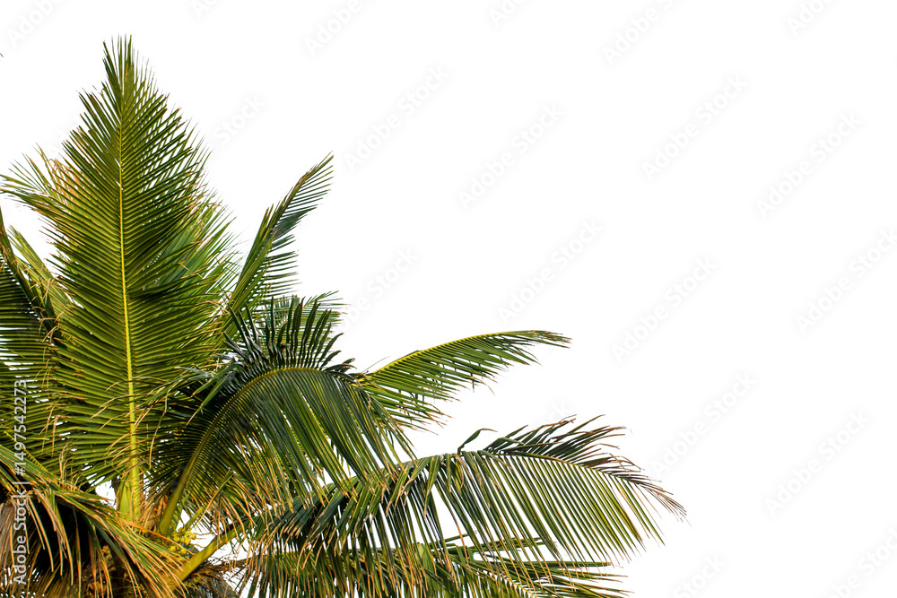 Fototapeta premium Coconut tree isolated on white