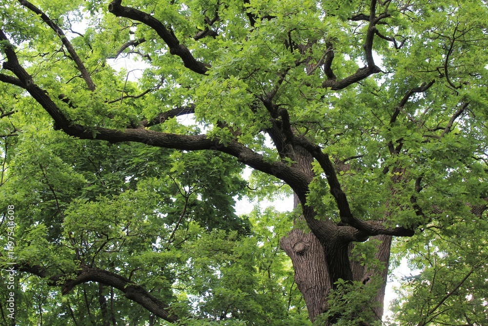 Fototapeta premium beautiful green oak tree in the park