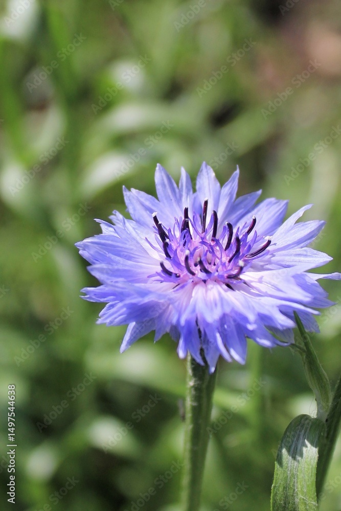 Purple cornflower flower isolated on blurred green background Purple cornflower flower isolated on blurred green background