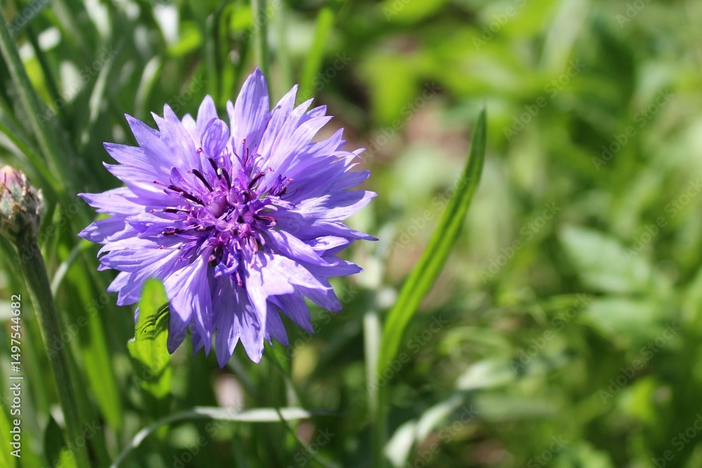 Purple cornflower flower isolated on blurred green background Purple cornflower flower isolated on blurred green background