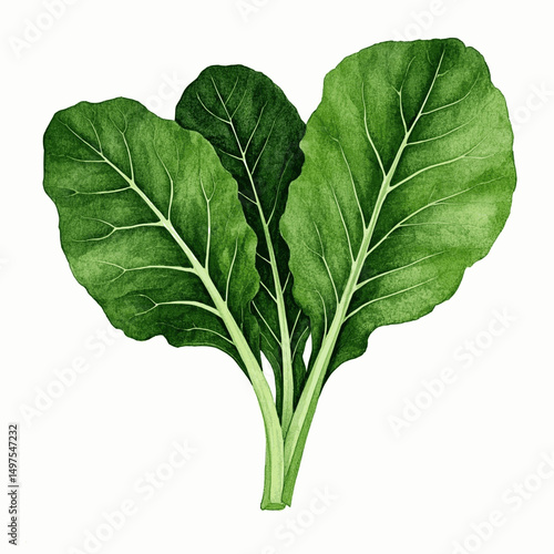 Botanical Greens in Wash collard greens isolated watercolor vector illustration svg