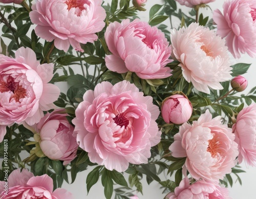 A fresh bunch of pink peonies & roses, ideal for feminine designs  White backdrop , photography, pastel, love
