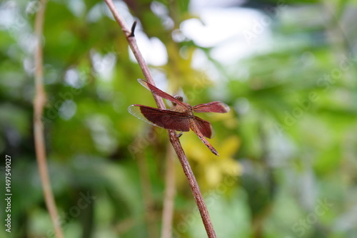 Photography Dragonfly in tropical garden, Kuala Lumpur Butterfly Park