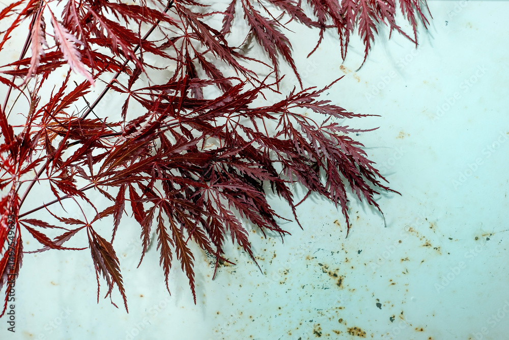 Obraz premium Red Japanese Maple Leaves On Marble