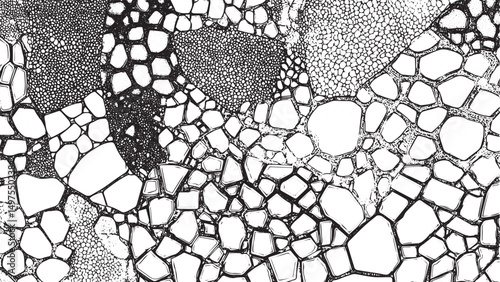 The cracks texture white and black. Vector background. Crackle paint overlay. Vector black and white grunge pattern made from natural oil paint crackle.