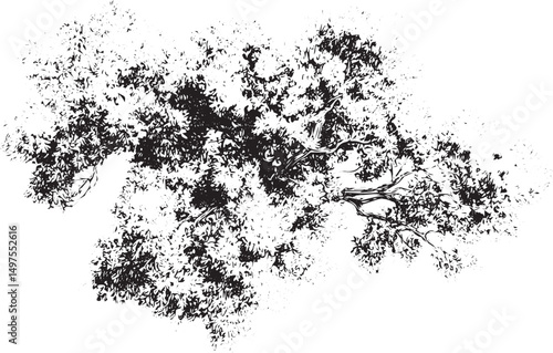 Tree Grunge transparent background Dark abstract illustration vector texture. Grunge texture. Grunge texture of the old. Vector illustration.