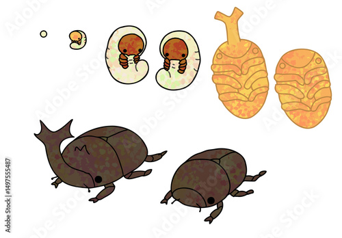 Rhinoceros Beetle