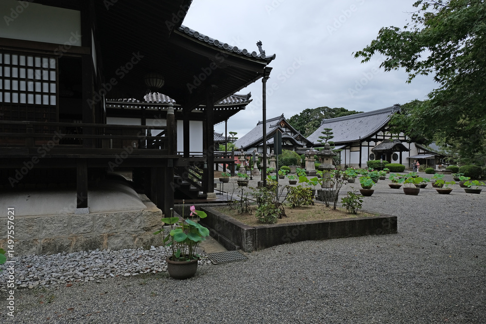 Fototapeta premium 日本、奈良、當麻寺、蓮、夏、浄土庭園、綠葉、寺院、佛寺、佛教、佛像、木造建築、古代建築、庭園、木、文化財、日本文化、歷史名勝、綠色、風景、青空、初夏、写真素材
