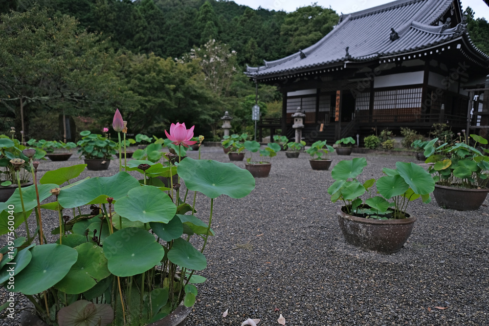 Obraz premium 日本、奈良、當麻寺、蓮、夏、浄土庭園、綠葉、寺院、佛寺、佛教、木造建築、古代建築、庭園、木、文化財、日本文化、歷史名勝、綠色、風景、青空、初夏、写真素材