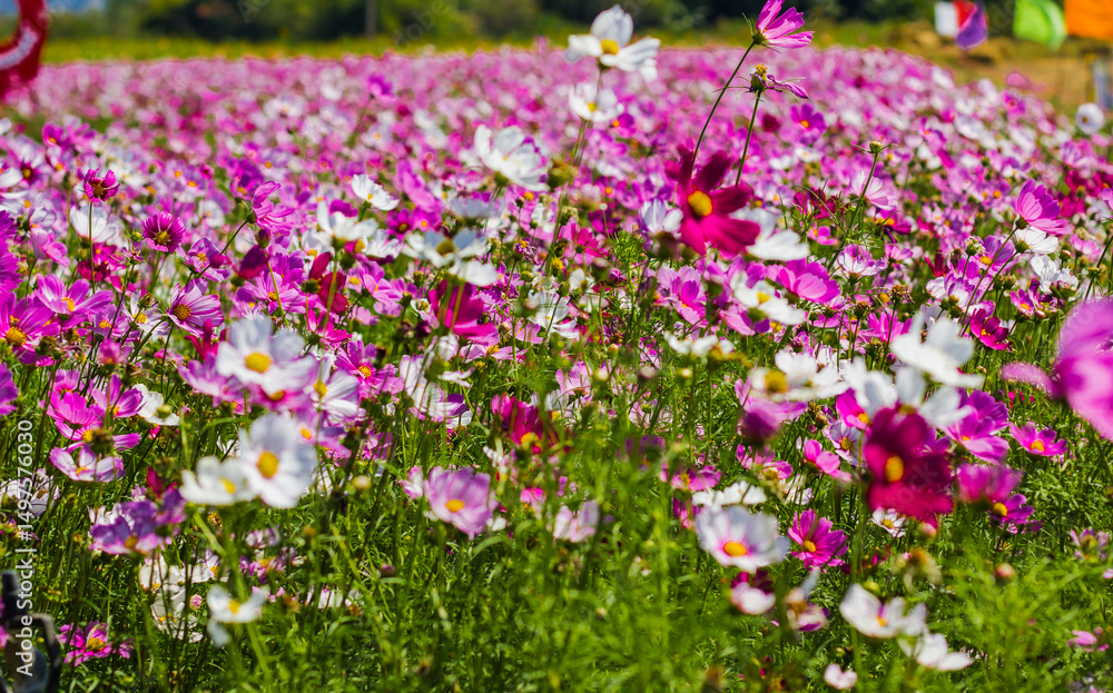Naklejka premium field of pink and white flowers