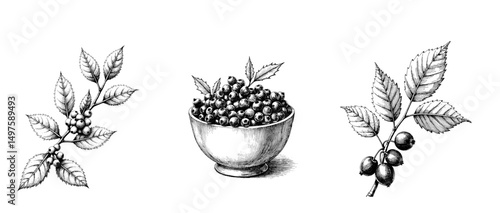 Black ink vintage sketch of salal berry branch with leaves and wooden bowl filled with salal berries  