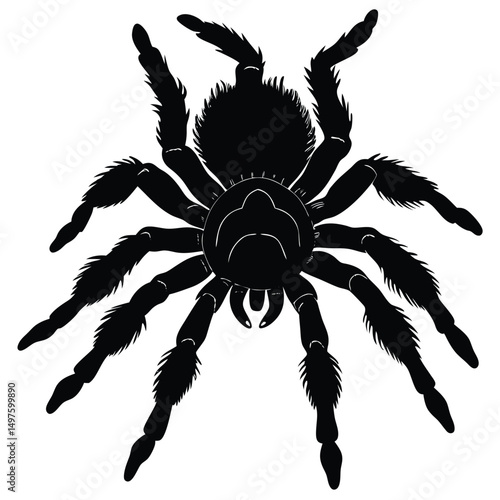 Tarantula Silhouette A Detailed Vector Illustration