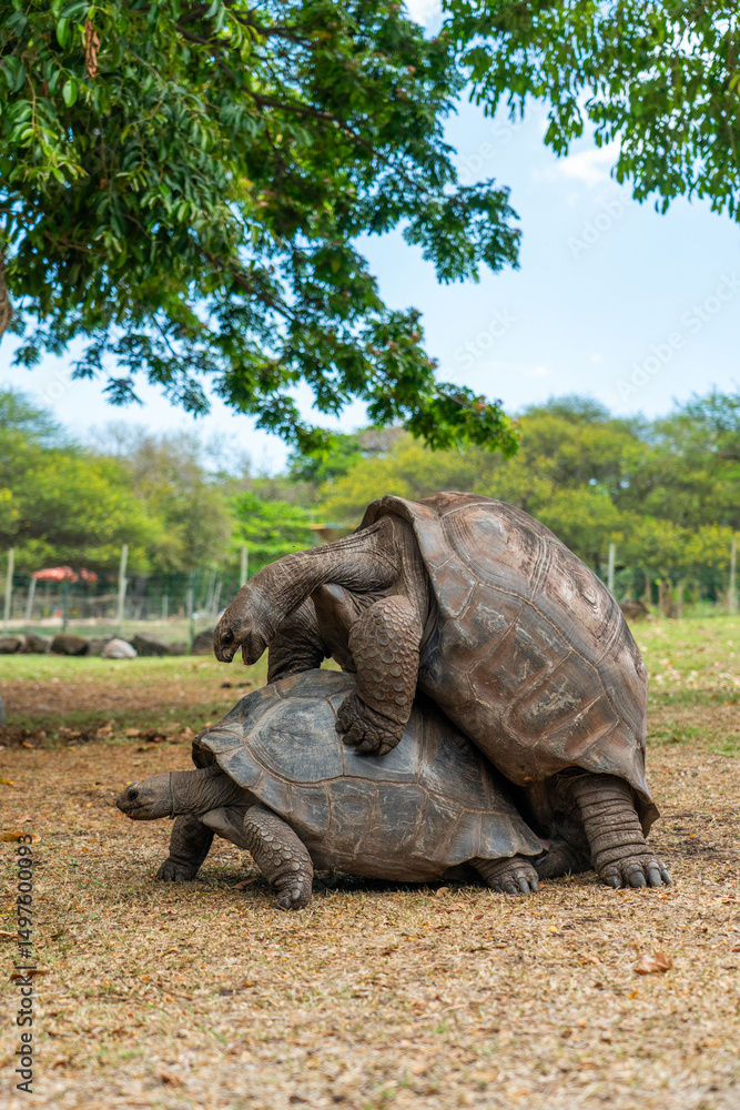 Fototapeta premium Two giant tortoises mating under trees on dry ground in a natural habitat